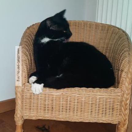 Photo 1/1 Chaussette Chat lost in St martin lez tatinghem