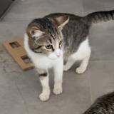 Picture of cat lost at Dilbeek