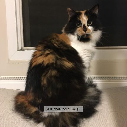 Photo 1/1 Moon Chat lost in Amiens