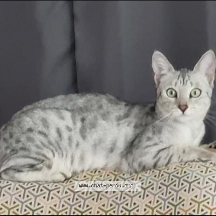 Foto 1/1 Wiedergefundene Katze Verloren in Blonay