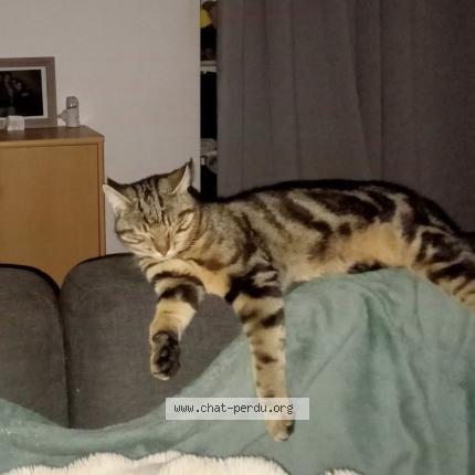 Photo 1/1 Miro Chat lost in Chinon