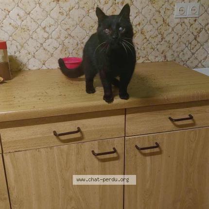 Photo 1/1 Guigui Chat lost in Monceau sur sambre