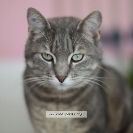 Photo 1/1 Devon Chat lost in Isenay