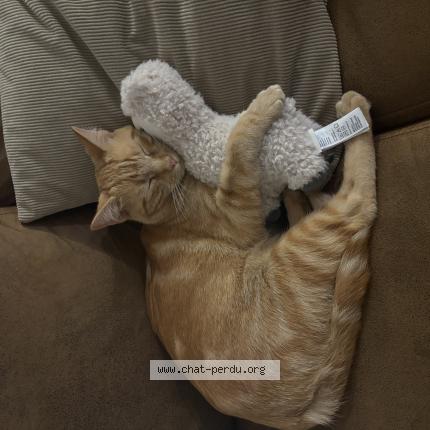 Photo 1/1 Yummy Chat lost in Brens