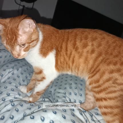 Photo 1/1 Vador Chat lost in Leguillac de l auche