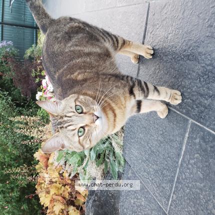 Photo 1/1 Pixel Chat lost in Saint pierre la cour