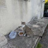 Picture of cat found at Ajain