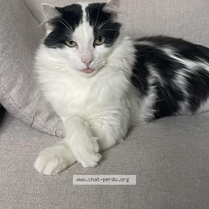 Photo 1/1 Prince Chat lost in Tarbes