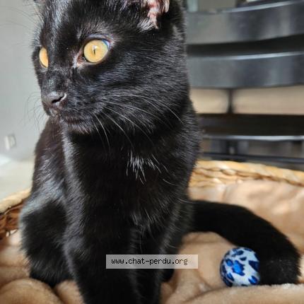 Photo 1/1 Onix Chat lost in Cheseaux sur lausanne