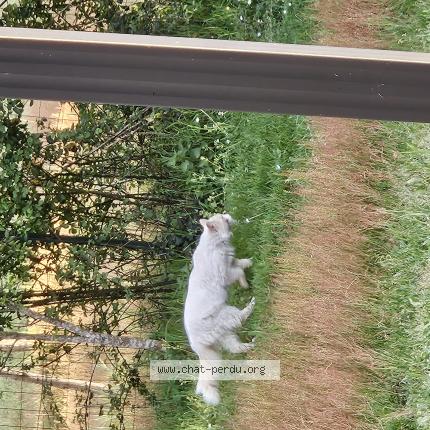 Photo 1/1 Found cat Found in Sauternes