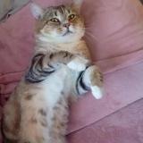 Picture of cat lost at Tincques