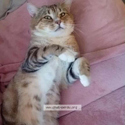 Photo 1/1 Lola LAURENT Chat lost in Tincques