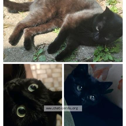 Foto einer verlorenen Katze in Fribourg