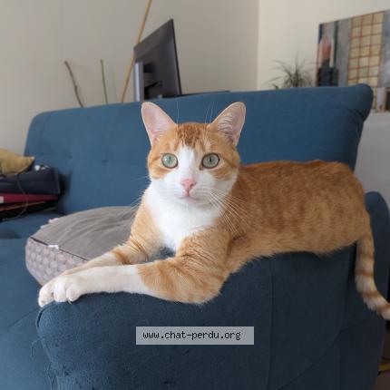 Photo 1/1 Willow Chat lost in Saint philbert de grand lieu
