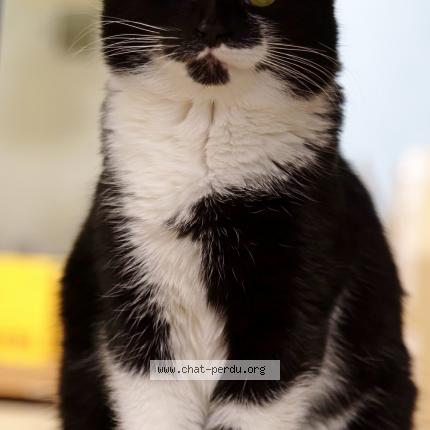 Photo 1/2 Athos Chat lost in Uttenheim