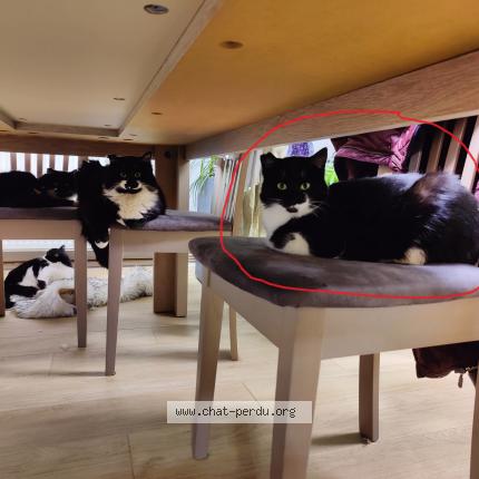 Photo 2/2 Athos Chat lost in Uttenheim