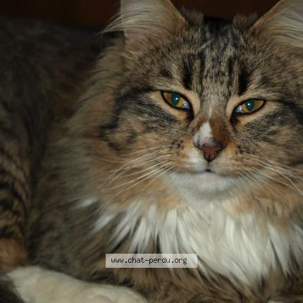 Photo 1/1 INDY Chat lost in Marseille 11eme arrondissement