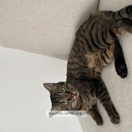 Foto 1/1 Kat teruggevonden Vermist in Neder Over Heembeek