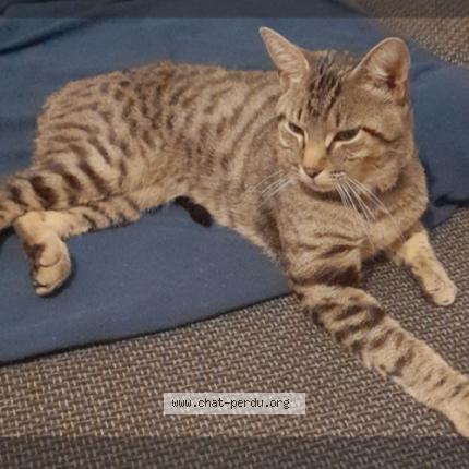 Photo 1/1 SIMBA Chat lost in Moyeuvre grande