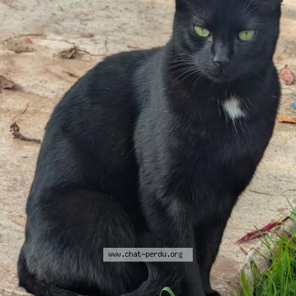 Photo 1/1 Com&egrave;te Chat lost in Fougerolles