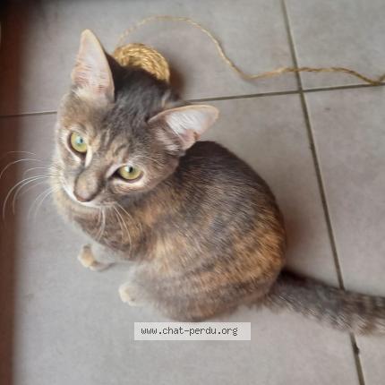 Photo 1/1 Perle Chat lost in Saint herblain