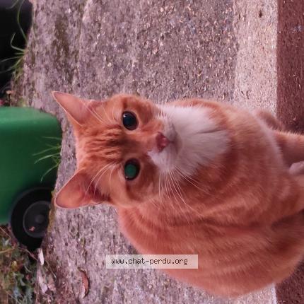 Photo 1/1 Found cat Found in Savigny sur orge