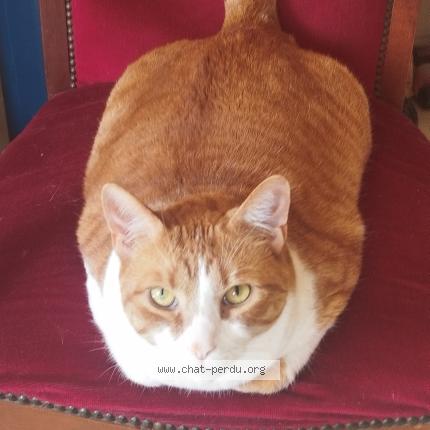 Photo 1/1 Jean Jean Chat lost in Roubaix