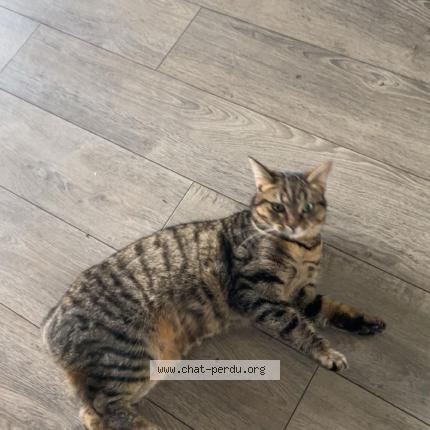 Photo 1/1 Boumi Chat lost in La baule escoublac