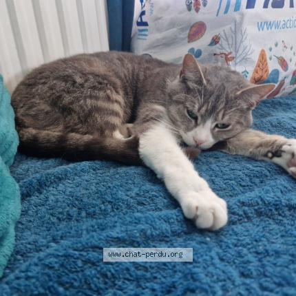 Photo 1/1 Oasis Chat lost in Giberville