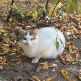 Picture of cat found at Verneuil D Avre Etd Iton