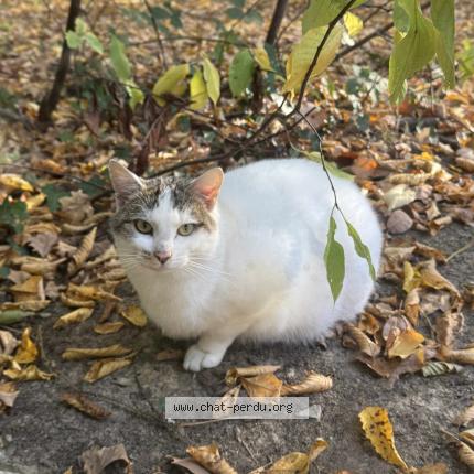 Photo 1/1 Found cat Found in Verneuil d avre etd iton