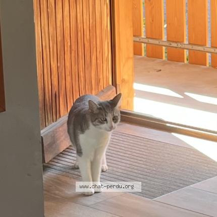 Photo 1/1 Flocky Chat lost in La clusaz