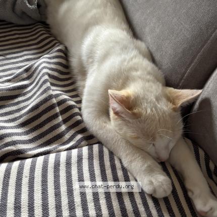 Photo 1/1 Piment Chat lost in Thiebaumenil