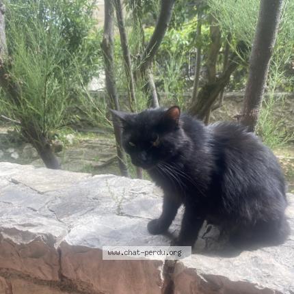 Photo 1/1 Chocolate Chat lost in Puyricard