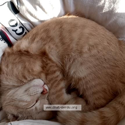 Photo 1/1 Percy Chat lost in Saint contest