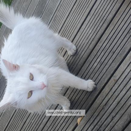 Photo 1/1 Found cat Found in Sainte genevieve des bois