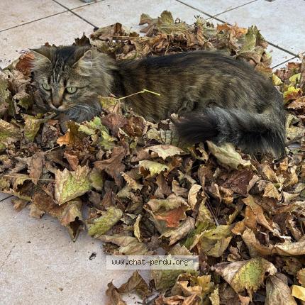 Photo 1/2 Henri Chat lost in Pierrevert