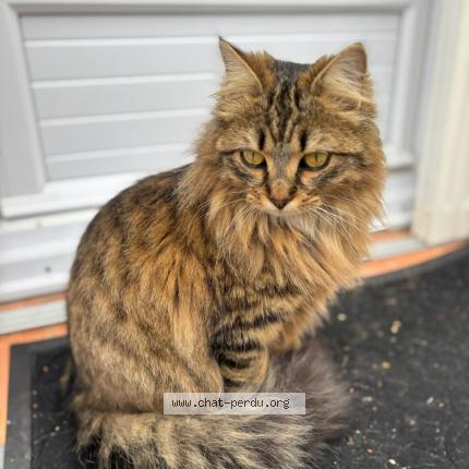 Photo 2/2 Henri Chat lost in Pierrevert