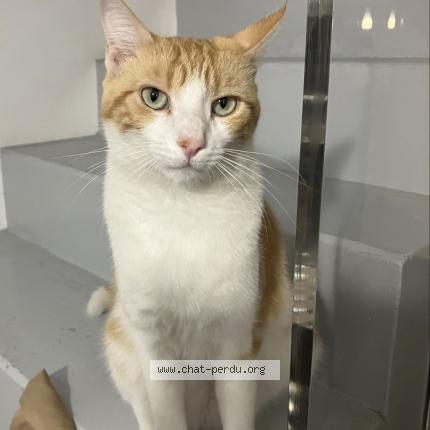 Photo 1/1 Nono Chat lost in Mauguio