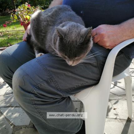 Photo 1/2 Found cat Found in Aunay sous crecy