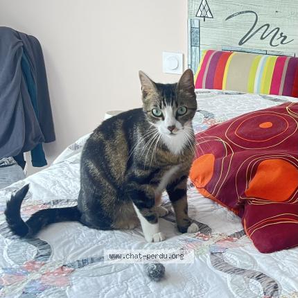 Photo 1/1 SYBELLE Chat lost in Deyme