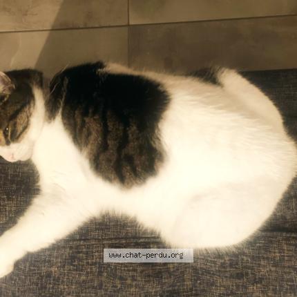 Photo 1/1 Lily Chat lost in Trelaze