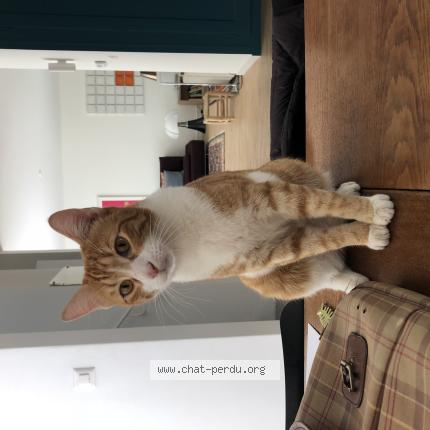 Foto 1/1 Gatto ritrovato Smarrito a Geneve