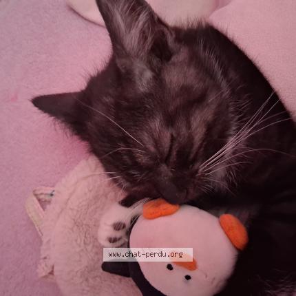 Photo 1/1 Chouquette Chat lost in Tourlaville