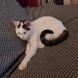 Picture of cat lost at Thonon Les Bains