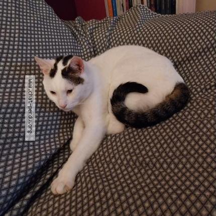 Photo 1/1 SNOUPI Chat lost in Thonon les bains