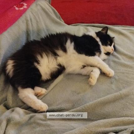 Photo 1/1 Millie Chat lost in Bruges