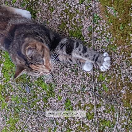 Photo 1/1 Found cat Found in Puy guillaume