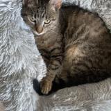 Picture of cat lost at Nantes