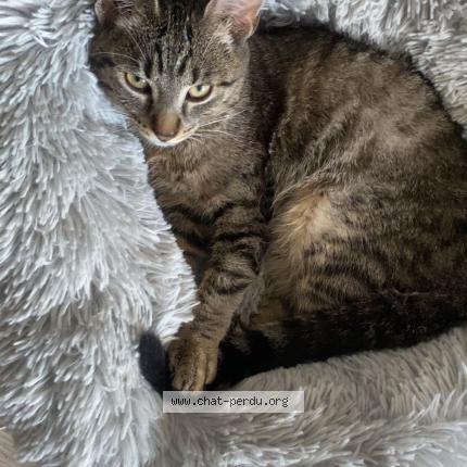 Photo 1/1 Arrow Chat lost in Nantes